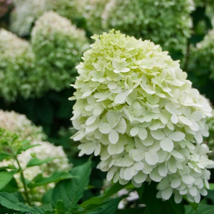 Hortensja Little Lime